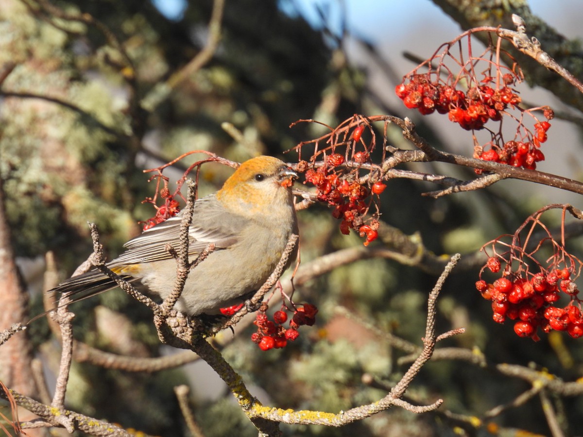 Pine Grosbeak - ML647304661