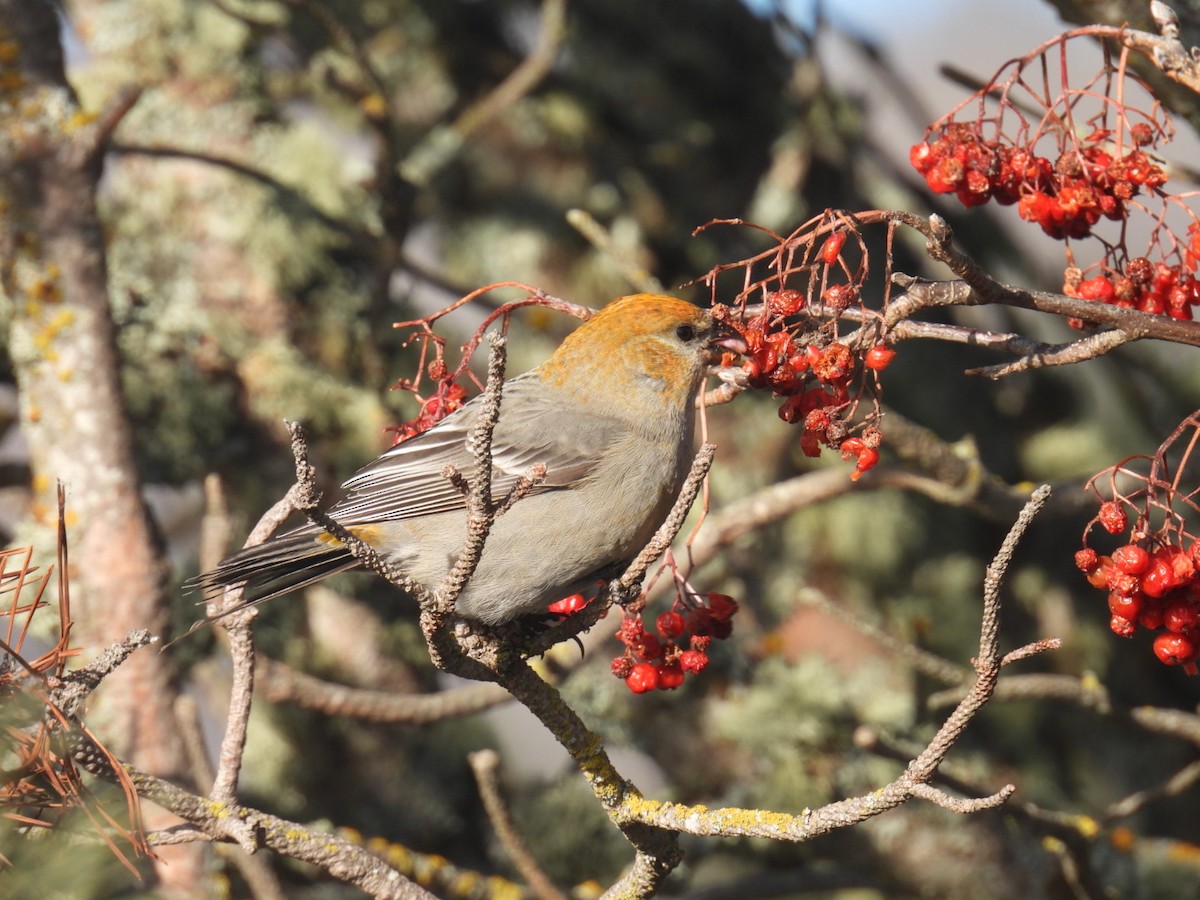 Pine Grosbeak - ML647304662