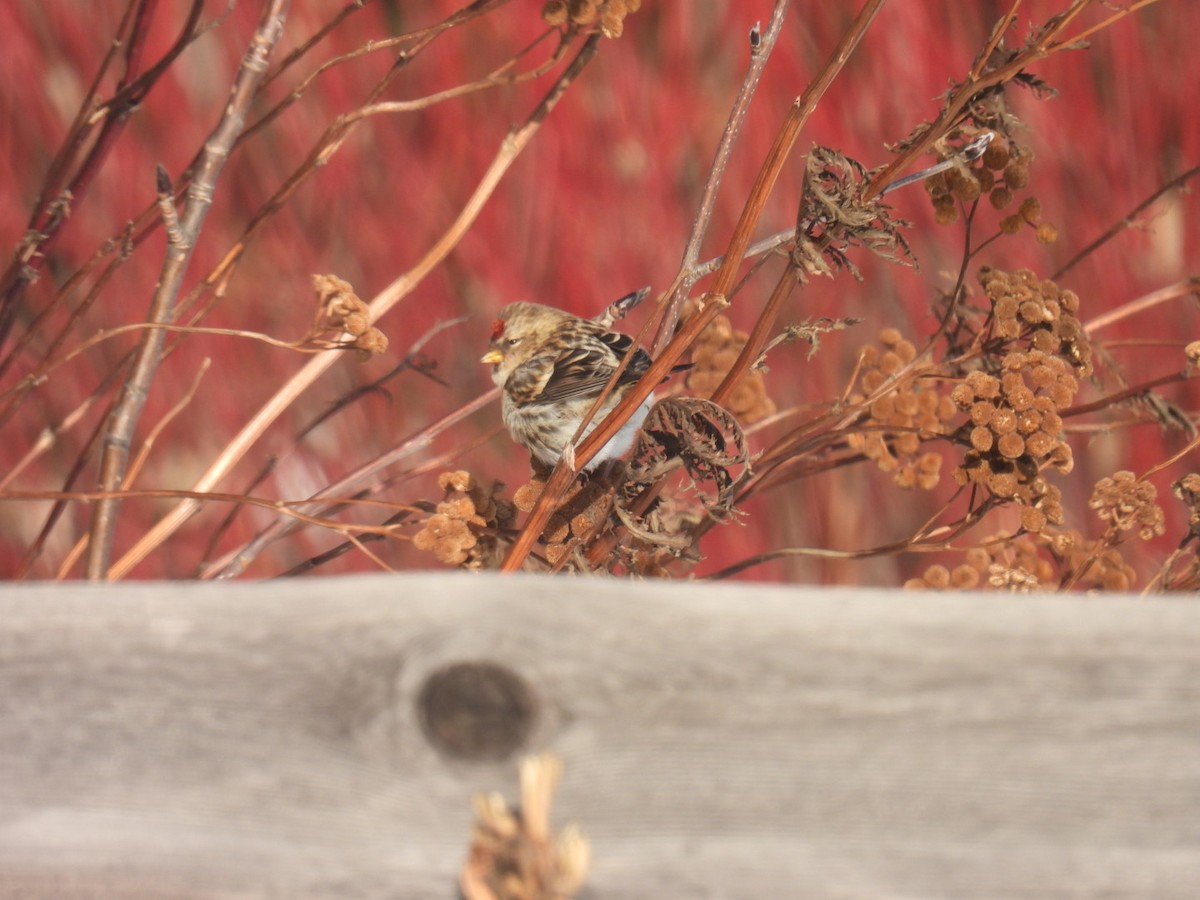 Redpoll (Common) - ML647304673