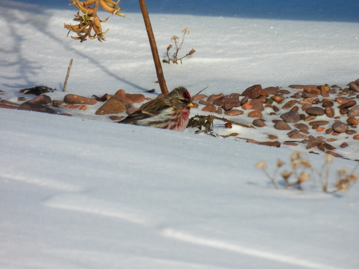 Redpoll (Common) - ML647304674