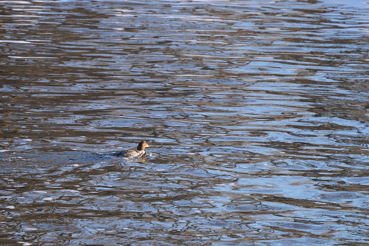 Common Goldeneye - ML647304686