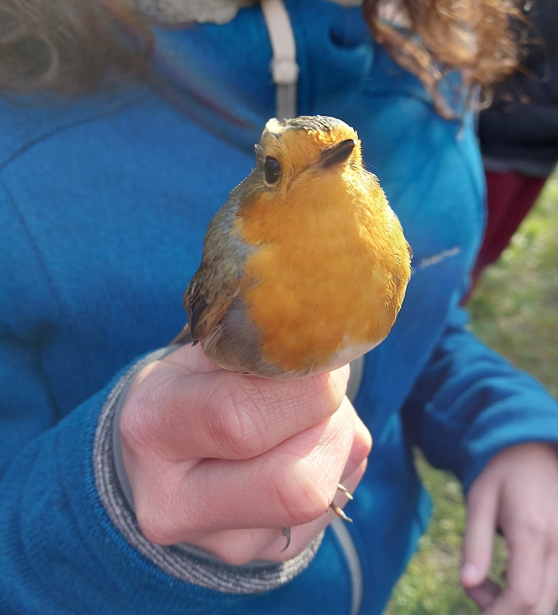 European Robin - ML647304688