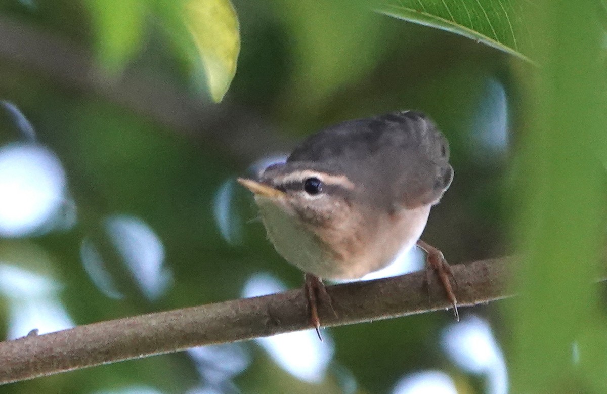 Dusky Warbler - ML647304719