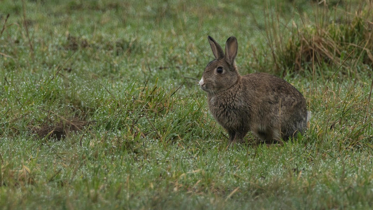 Coniglio selvatico europeo - ML647304722