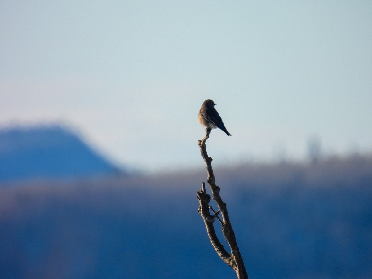 salašník horský - ML647304730