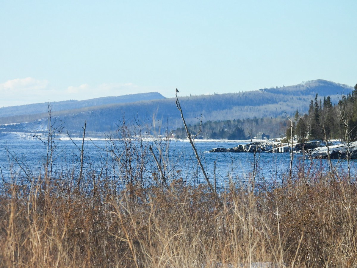 salašník horský - ML647304731