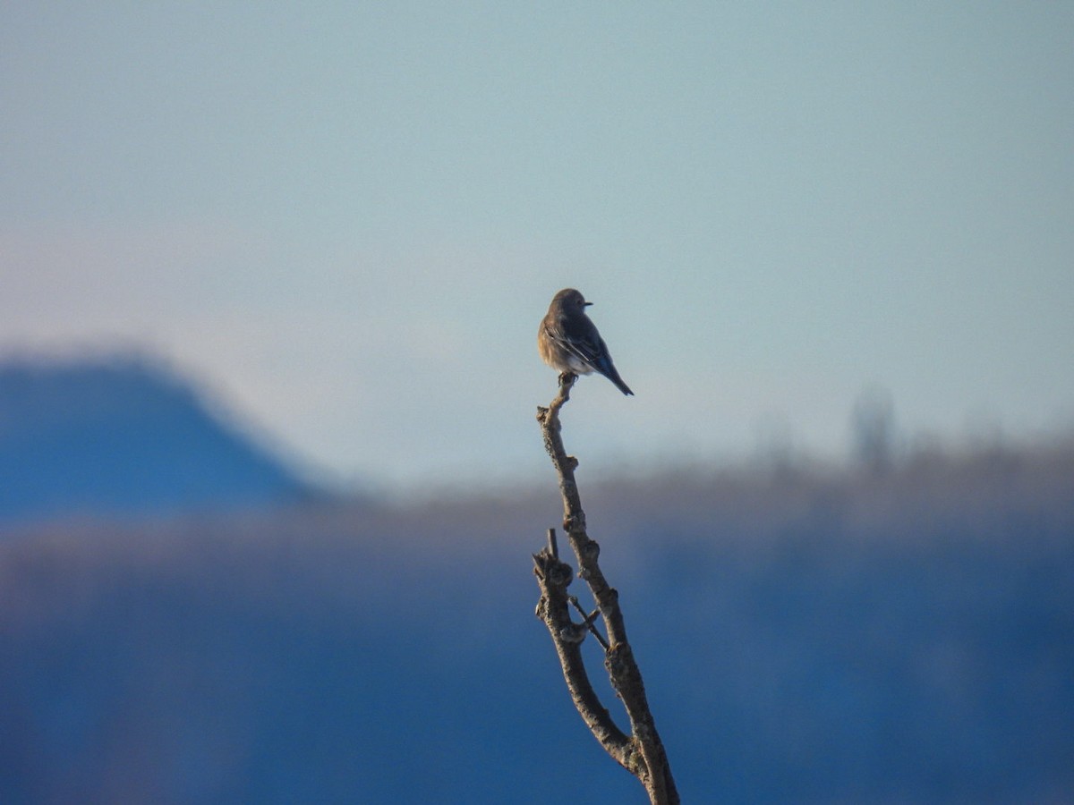 salašník horský - ML647304732