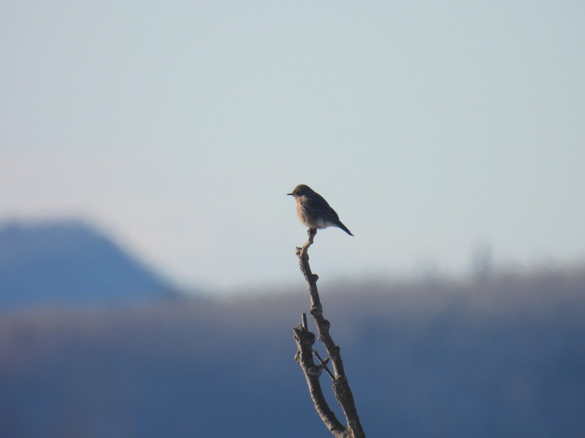 salašník horský - ML647304733