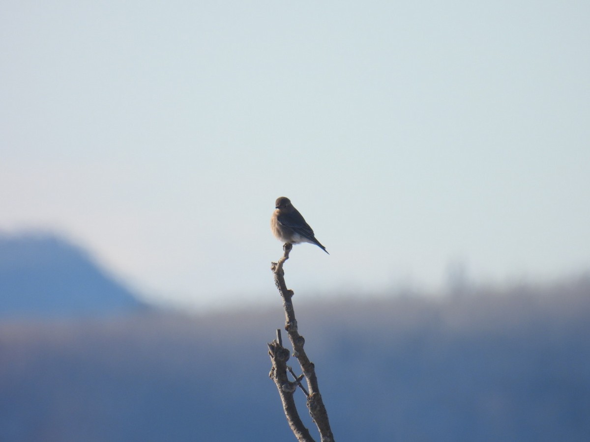 salašník horský - ML647304734