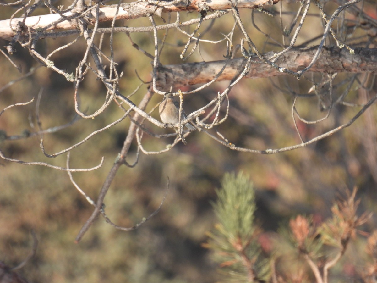 salašník horský - ML647304735