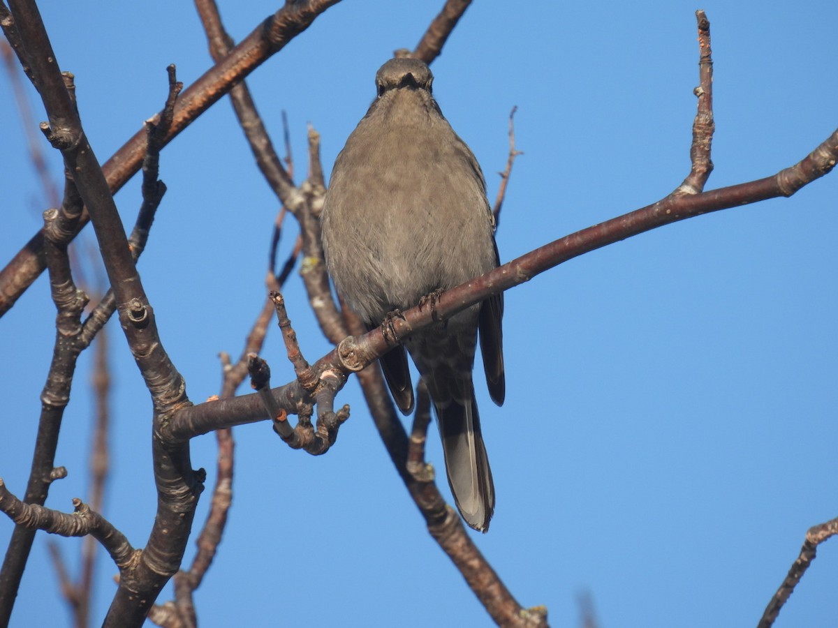 lesňák západní - ML647304739