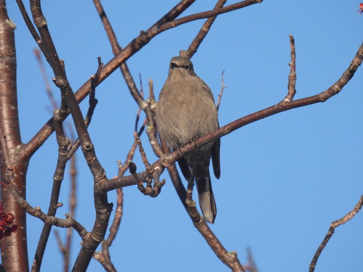 lesňák západní - ML647304740