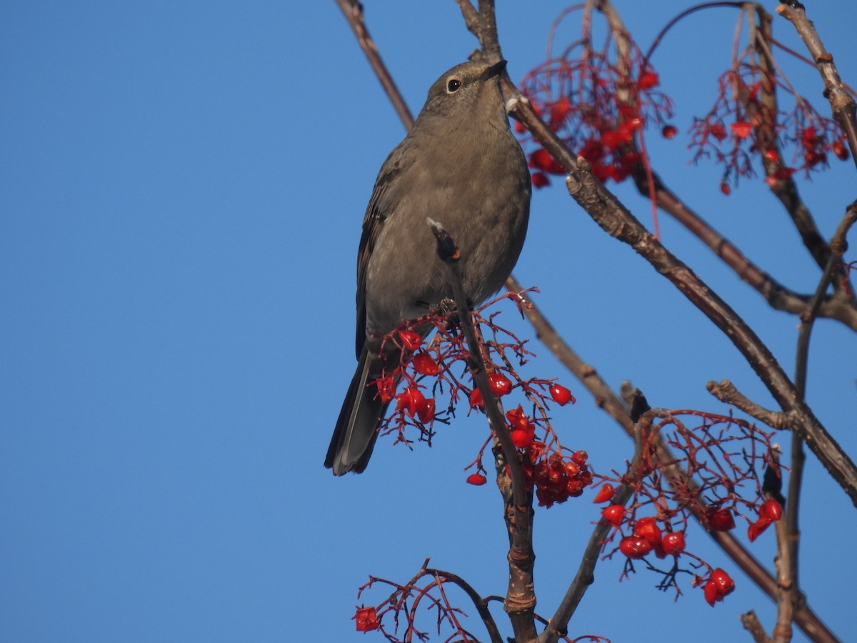 lesňák západní - ML647304741