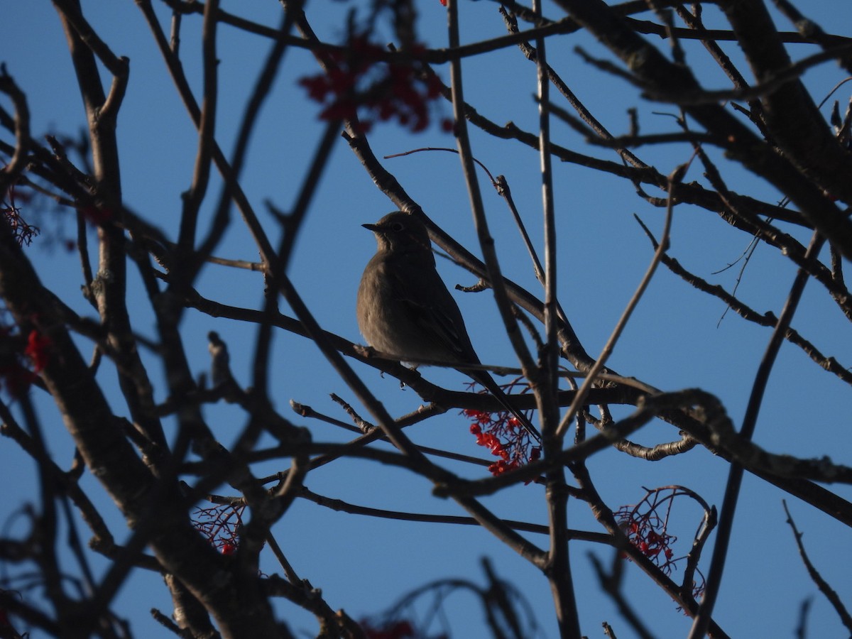 lesňák západní - ML647304742