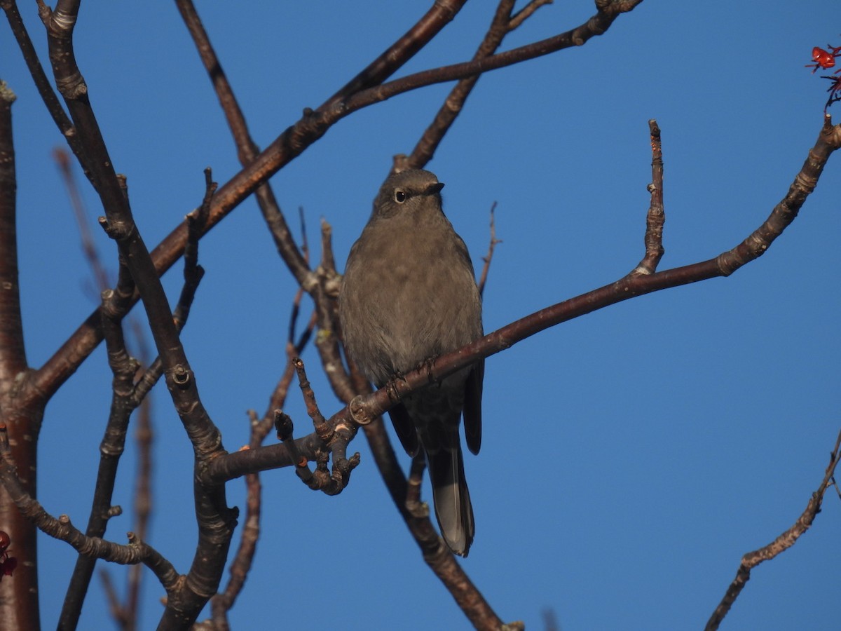 lesňák západní - ML647304743