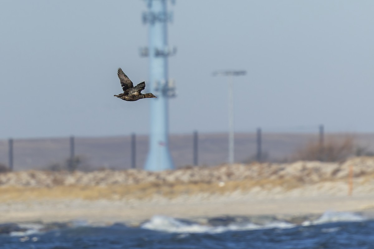 Common Eider - ML647304746