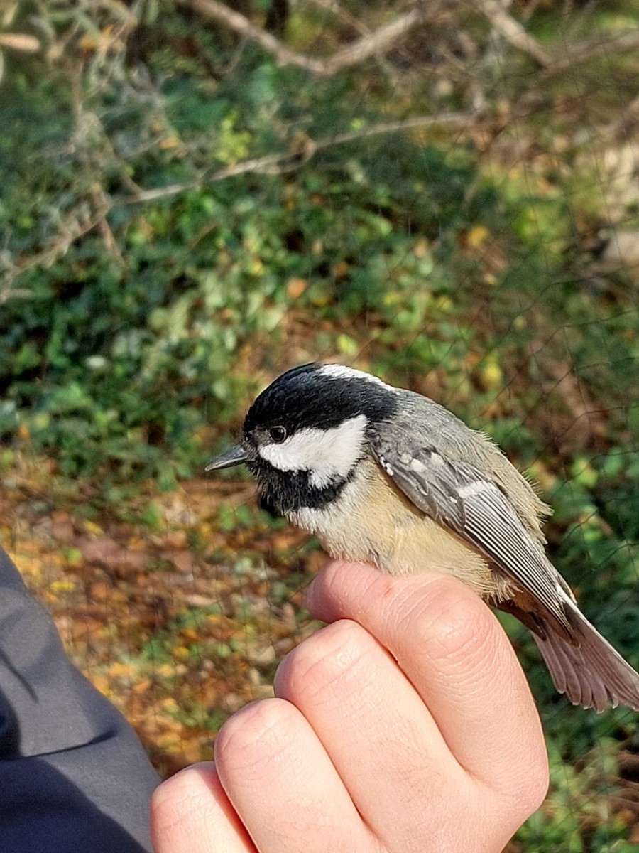Coal Tit - ML647304762
