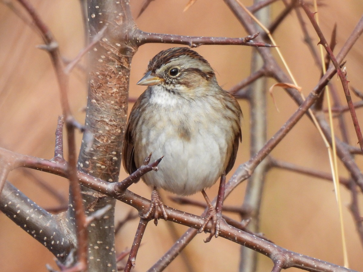 Swamp Sparrow - ML647304765