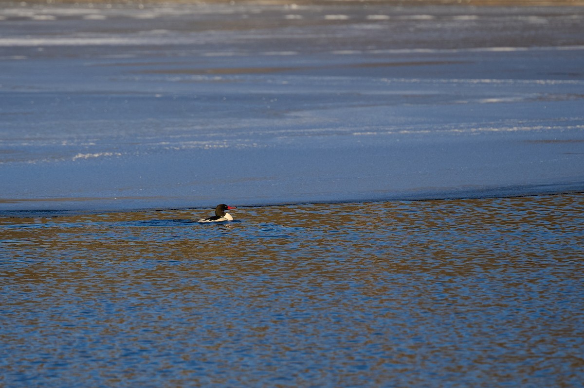 Common Merganser - ML647304769