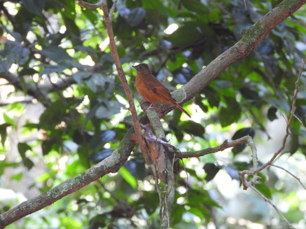 Rufous Flycatcher-Thrush - ML647304797