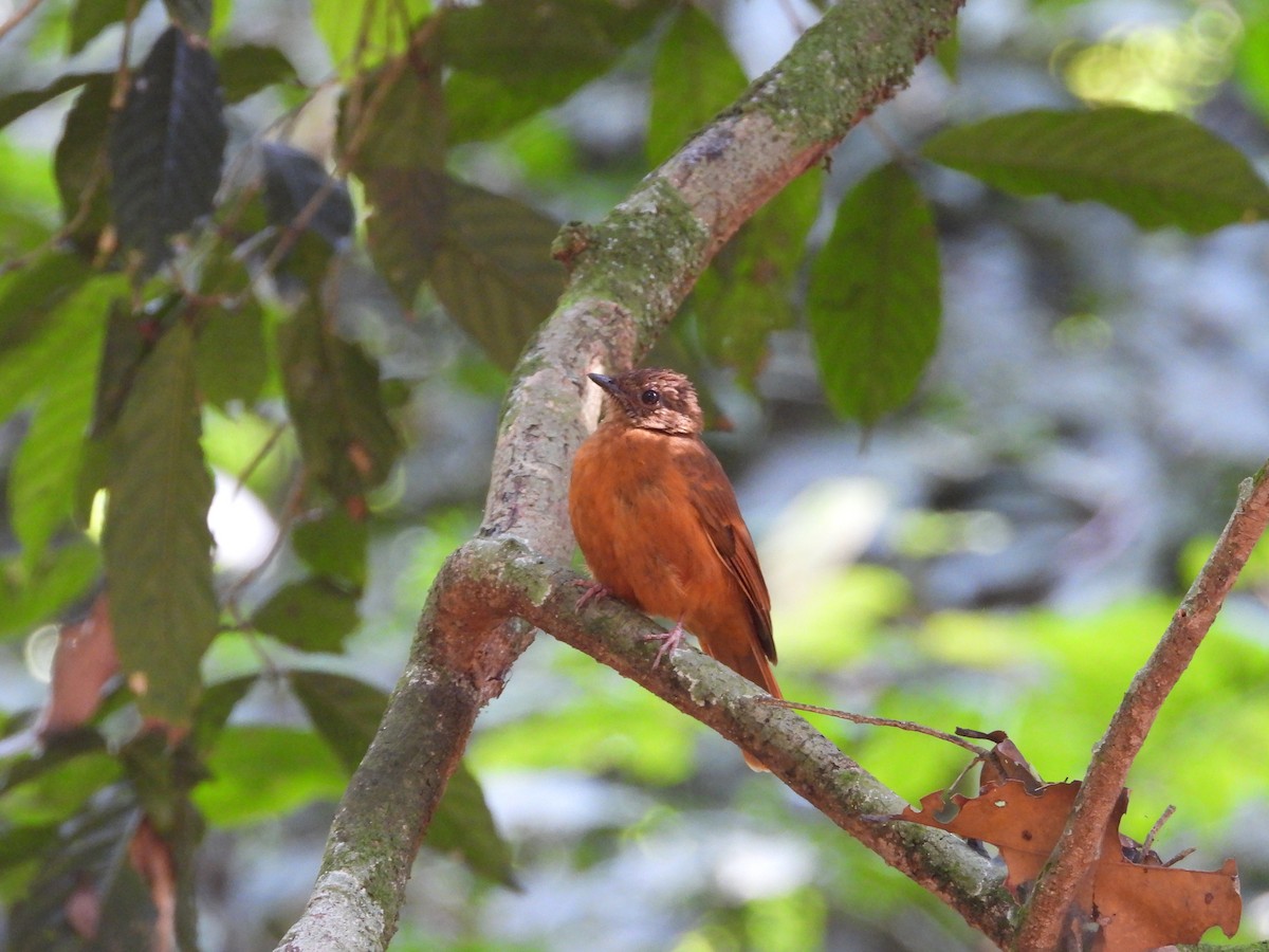 Rufous Flycatcher-Thrush - ML647304798