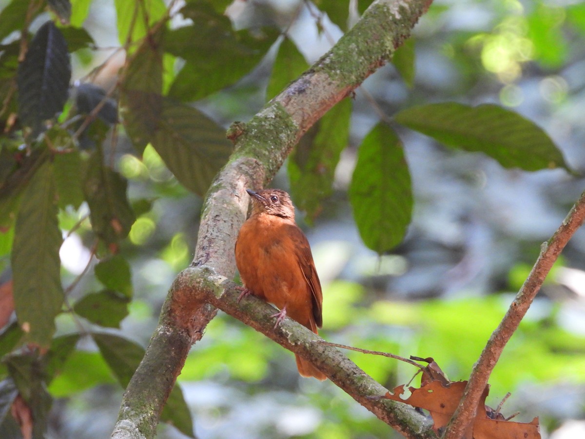 Rufous Flycatcher-Thrush - ML647304799