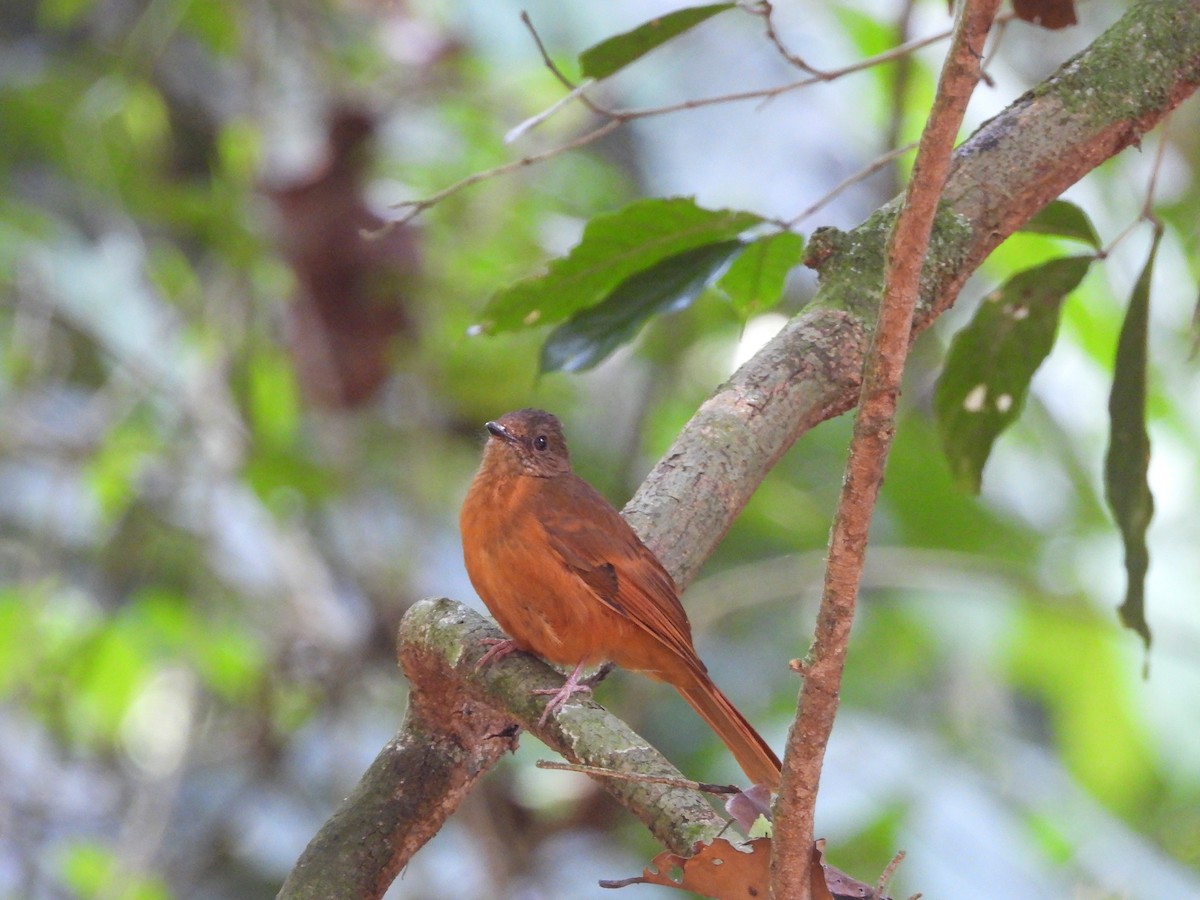 Rufous Flycatcher-Thrush - ML647304800