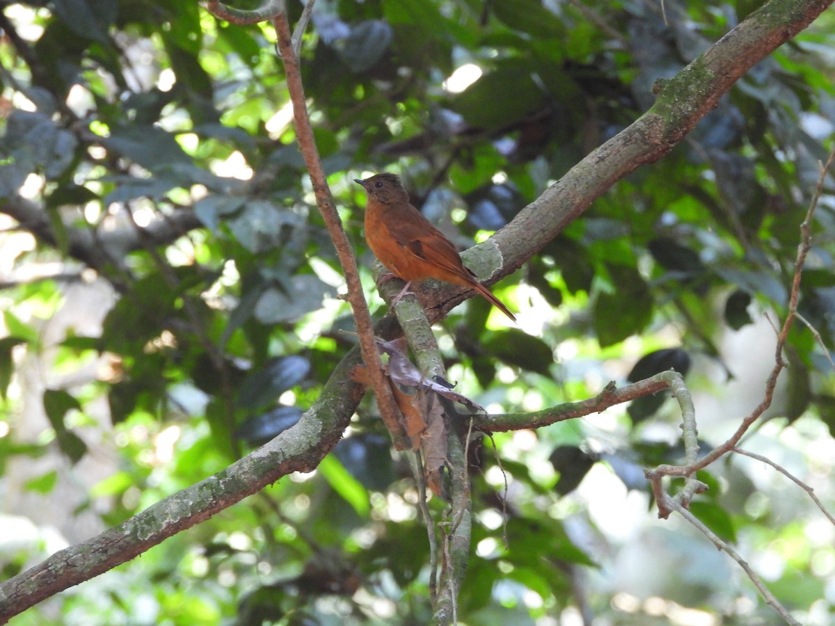 Rufous Flycatcher-Thrush - ML647304801