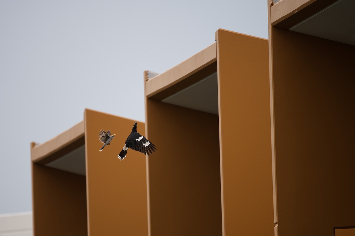 Pied Currawong - ML647304804