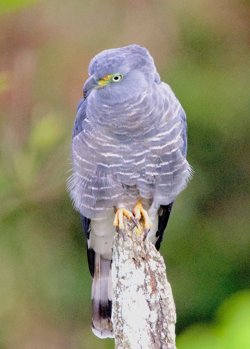 Hook-billed Kite - ML647304807