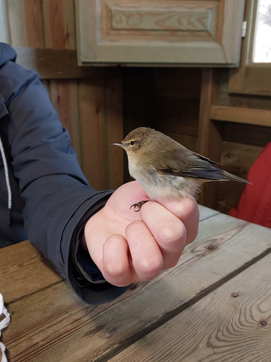 Common Chiffchaff - ML647304828