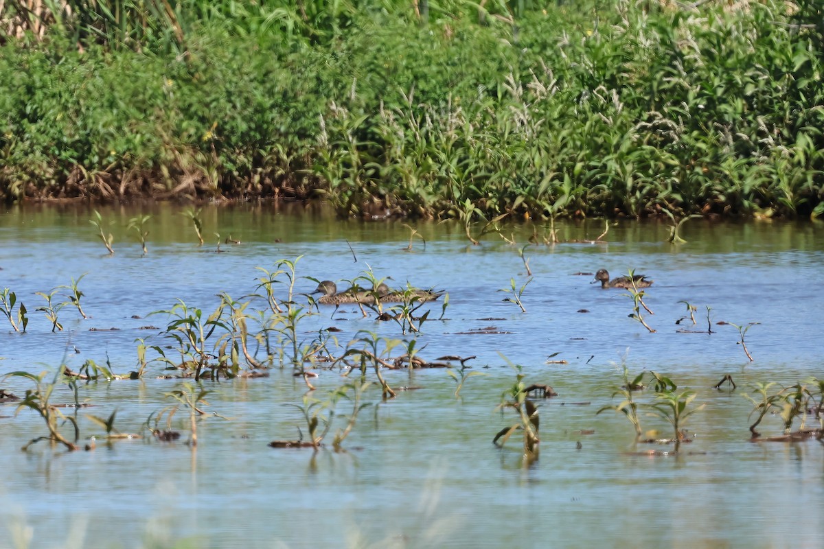 Sarcelle australasienne - ML647304830