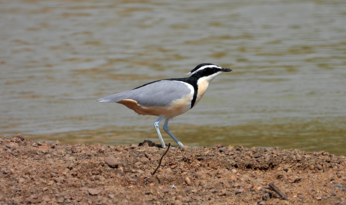 ナイルチドリ - ML647304836