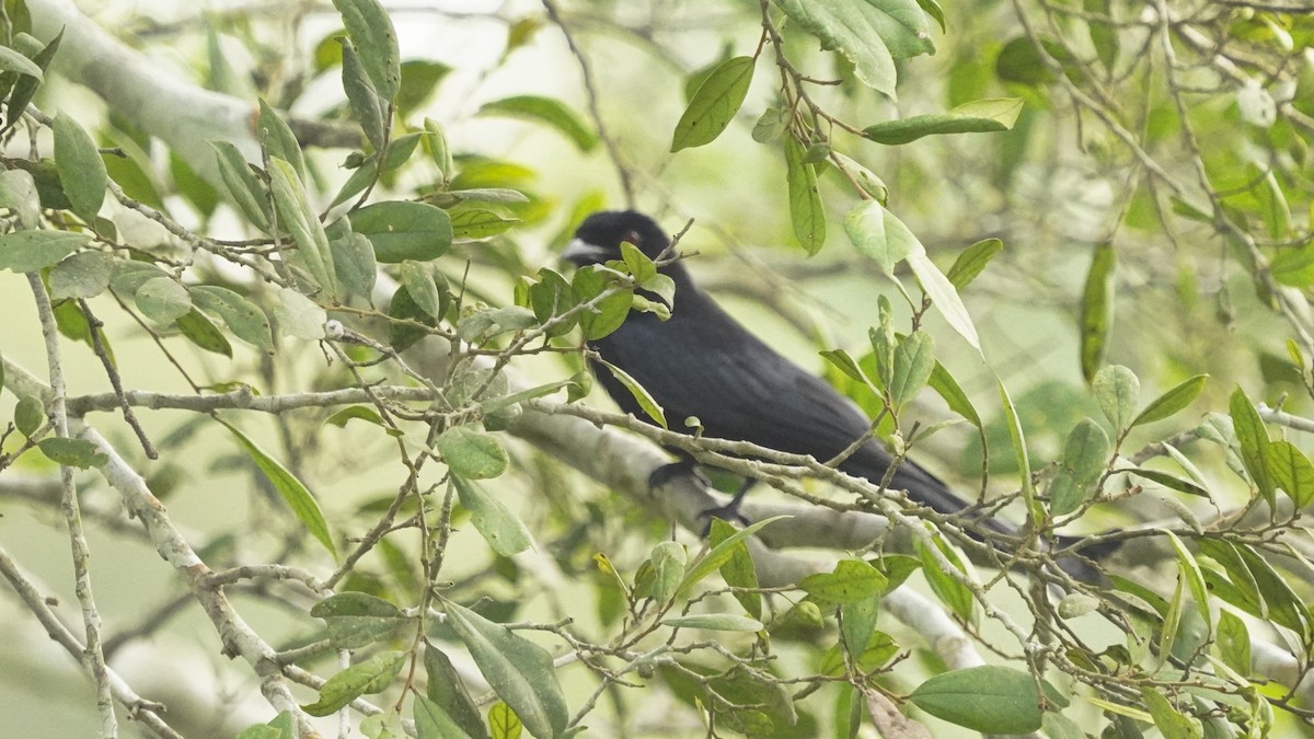 Velvet-mantled Drongo - ML647304837