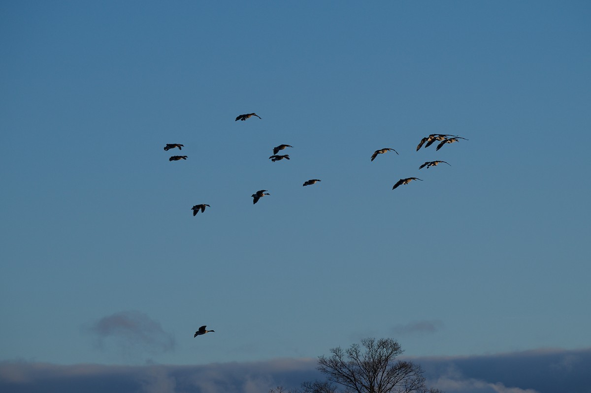Canada Goose - ML647304840