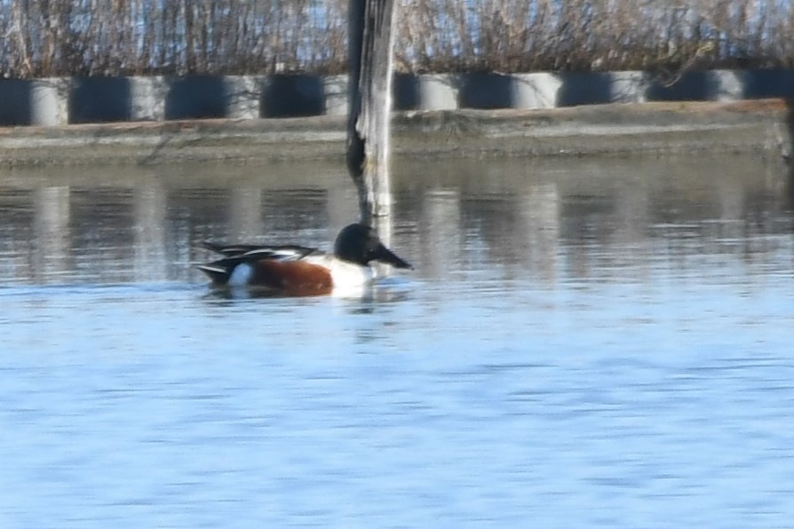 מרית צפונית - ML647304862