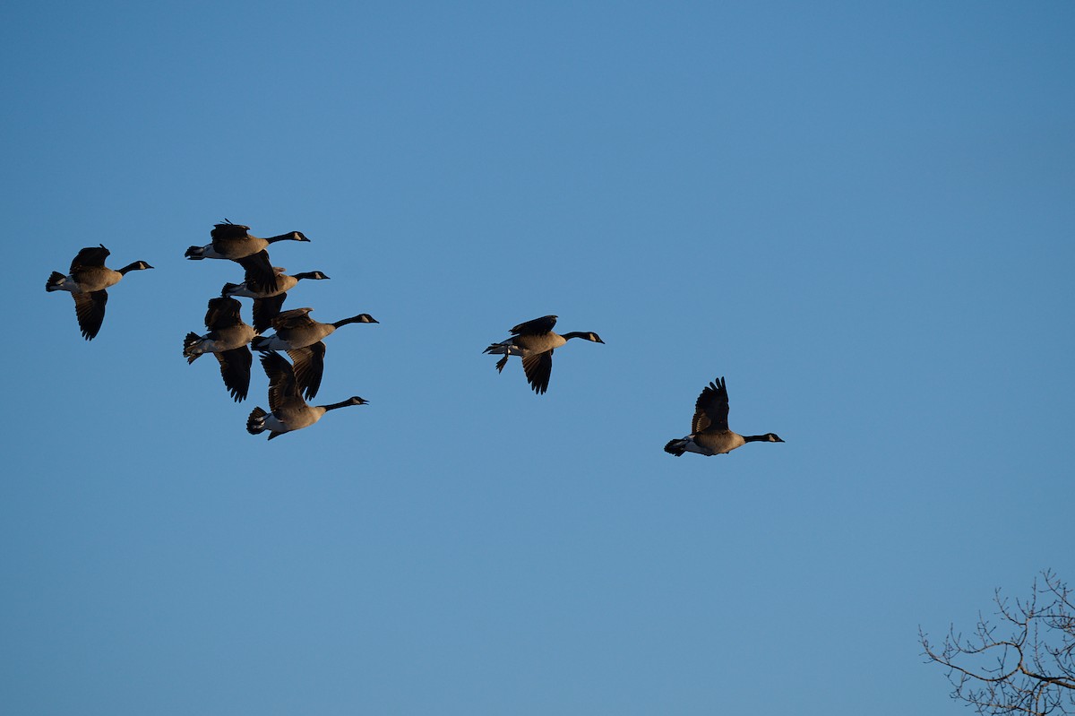 Canada Goose - ML647304868