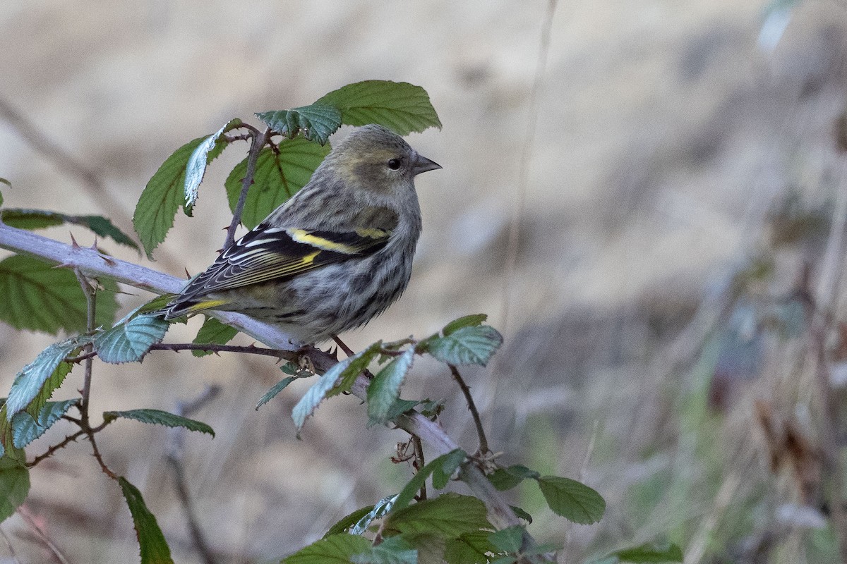 Eurasian Siskin - ML647304878