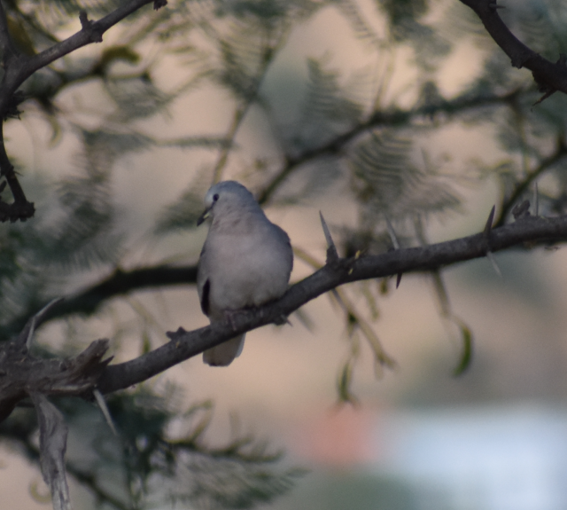 holoubek pikui - ML647304888