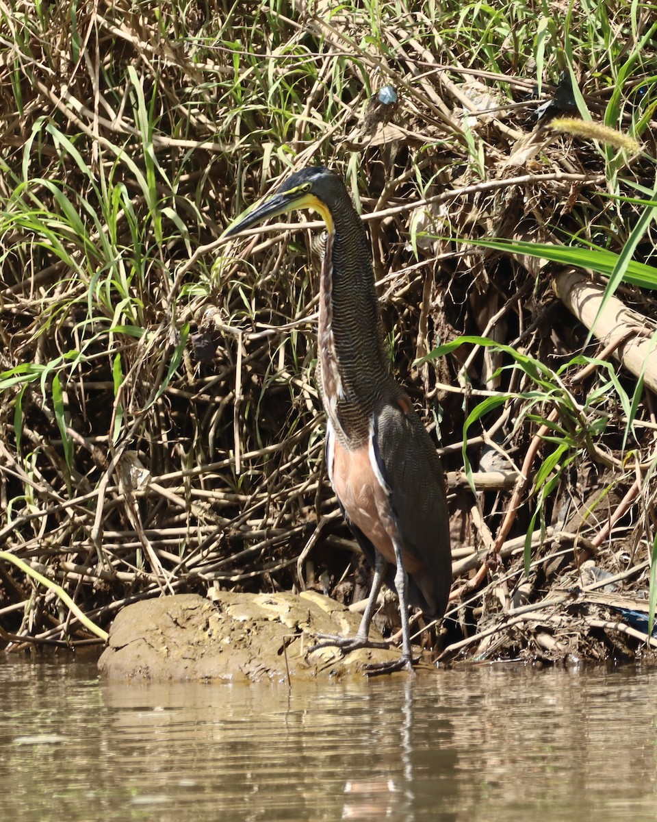 Bare-throated Tiger-Heron - ML647304902