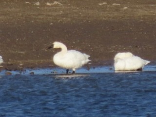 Beltxarga txistularia - ML647304910