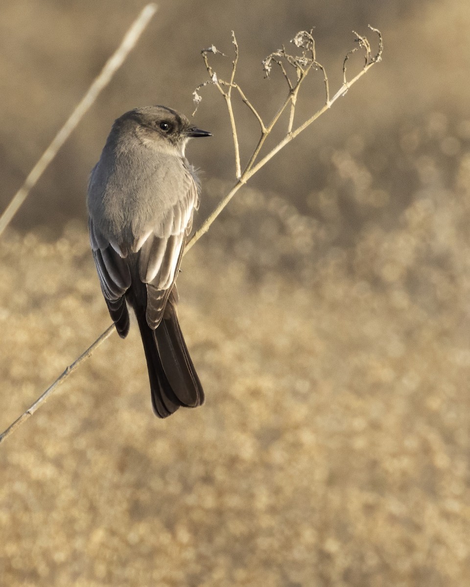 Say's Phoebe - ML647304916