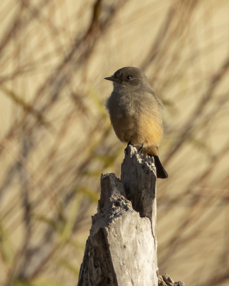 Say's Phoebe - ML647304917
