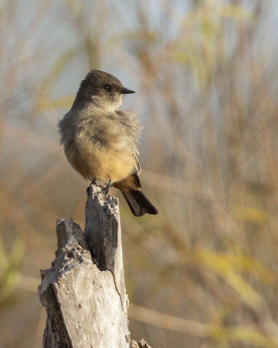 Say's Phoebe - ML647304918