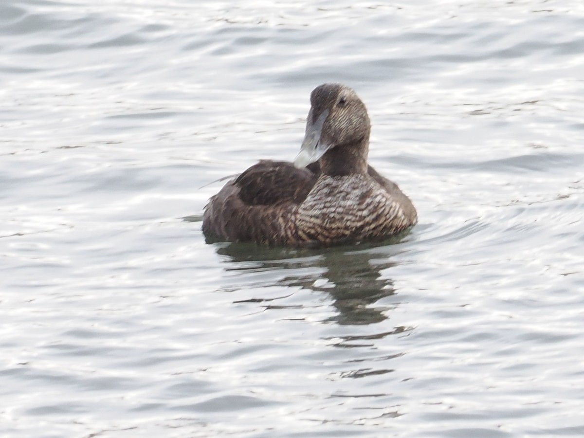 אדרית שחורת-כיפה - ML647304923