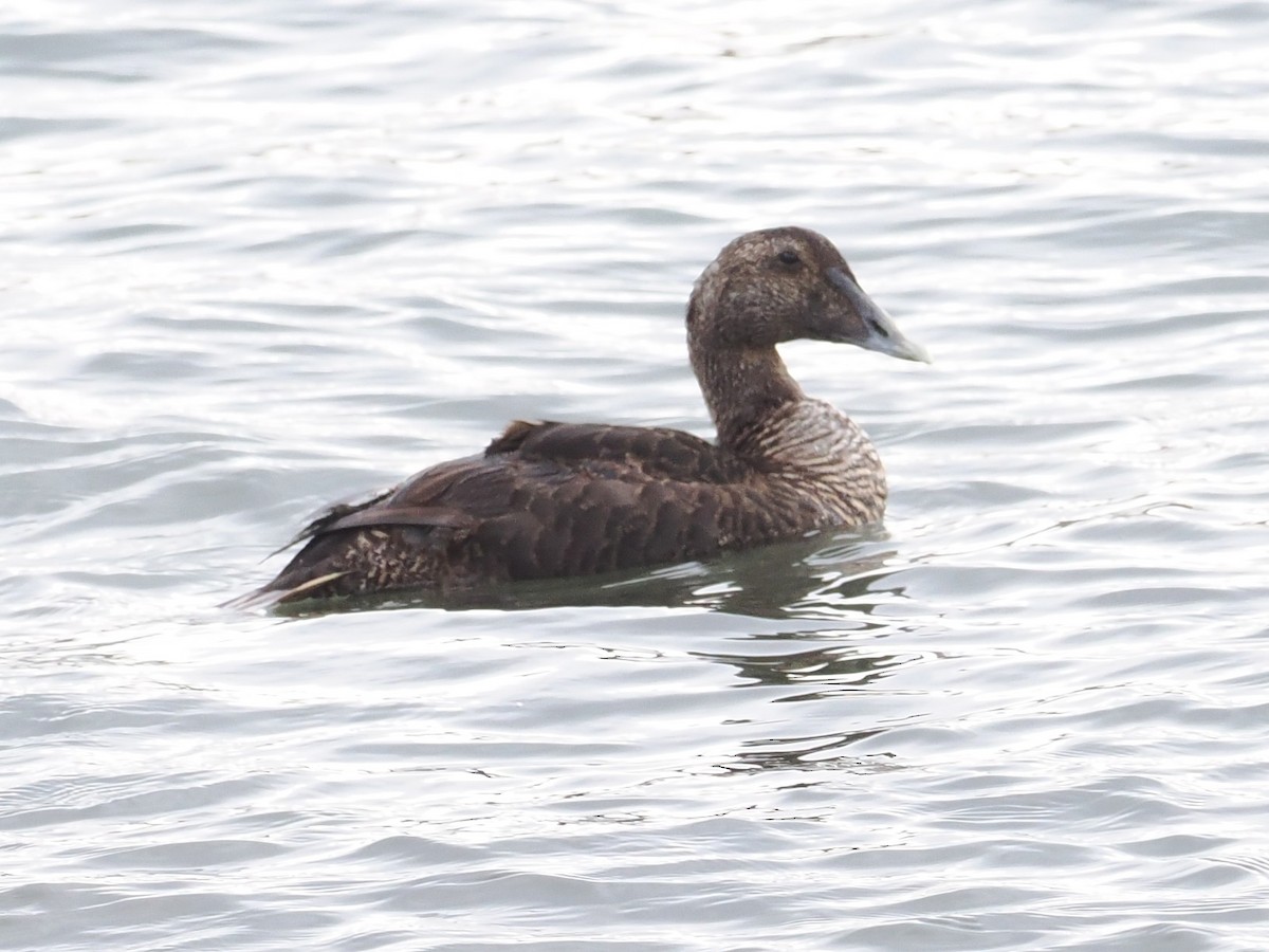 Eider à duvet - ML647304924