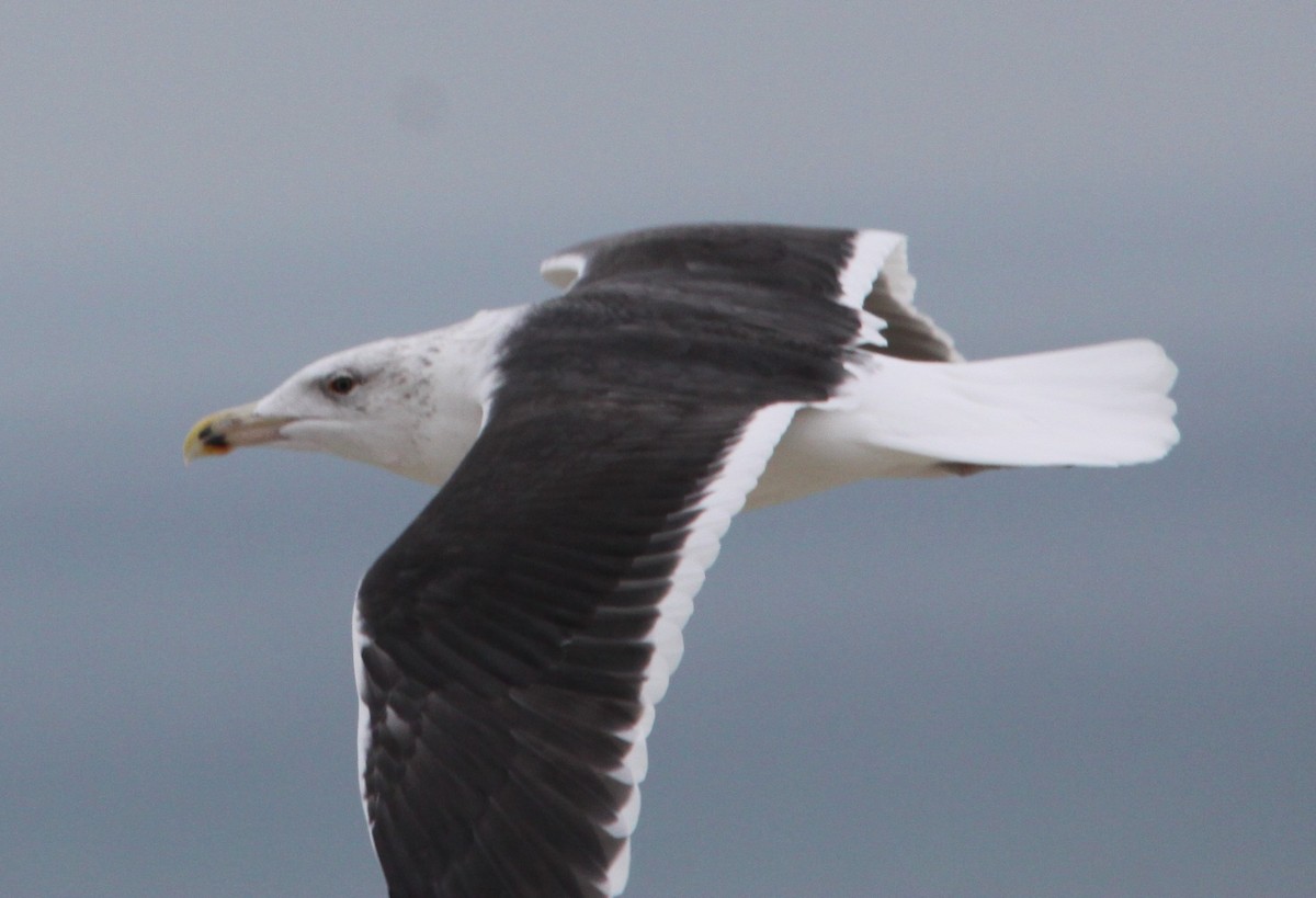 Goéland marin - ML647304933