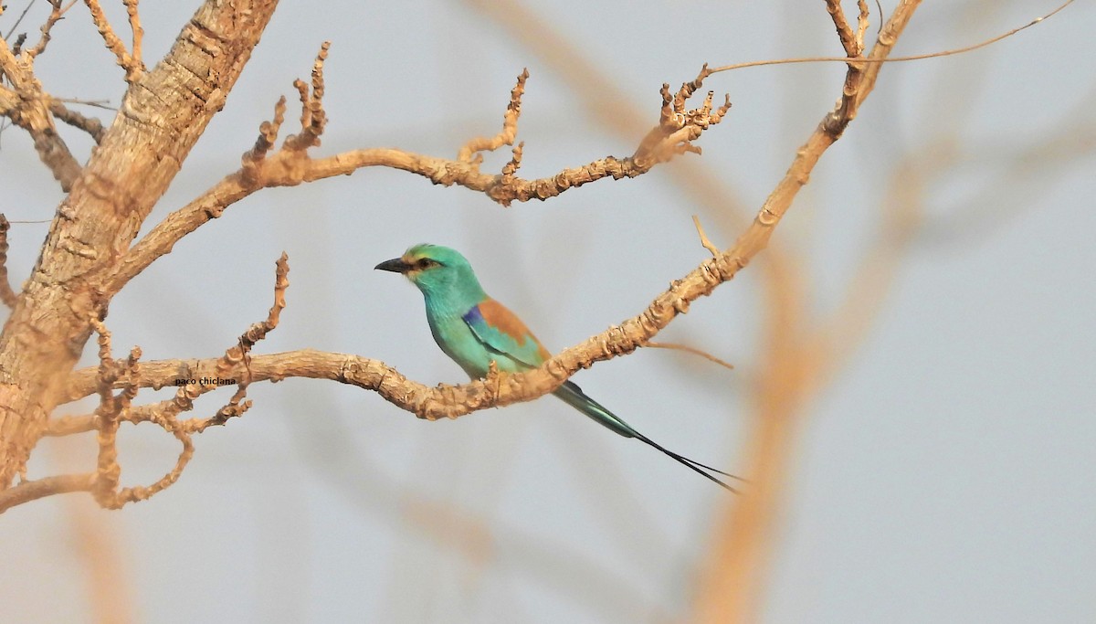 Abyssinian Roller - ML647304934