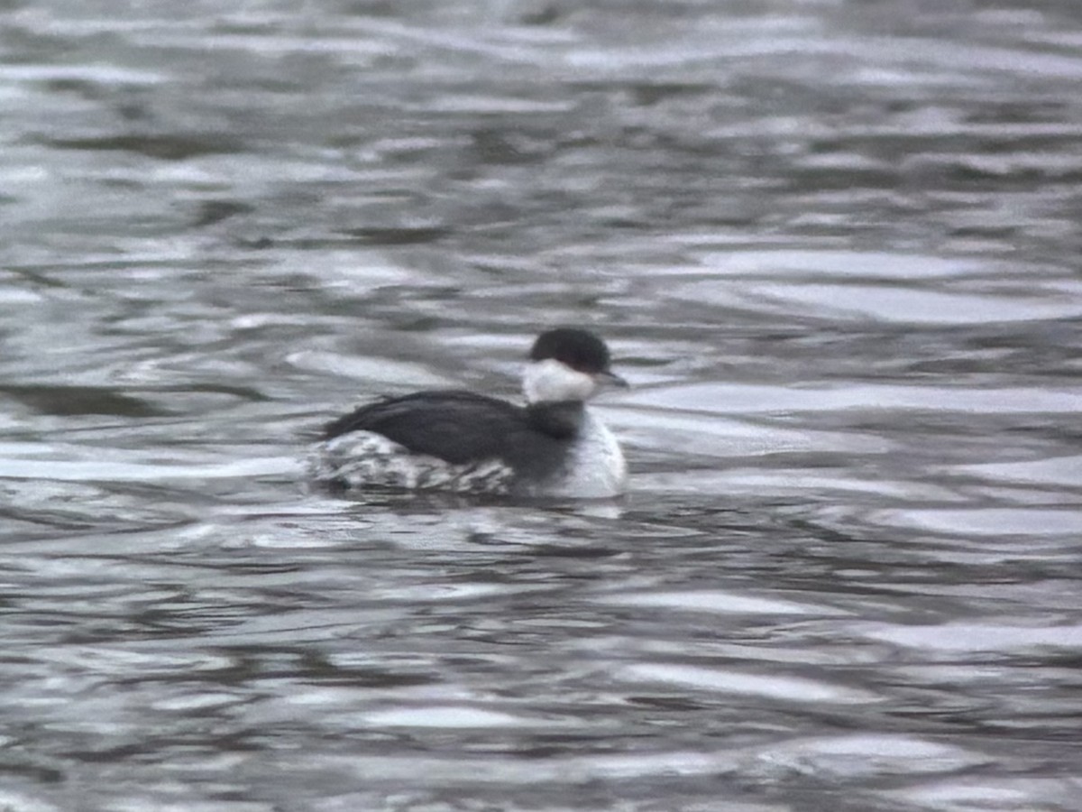 Horned Grebe - ML647304935