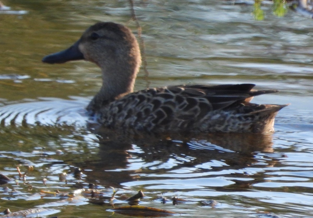 čírka modrokřídlá - ML647304937